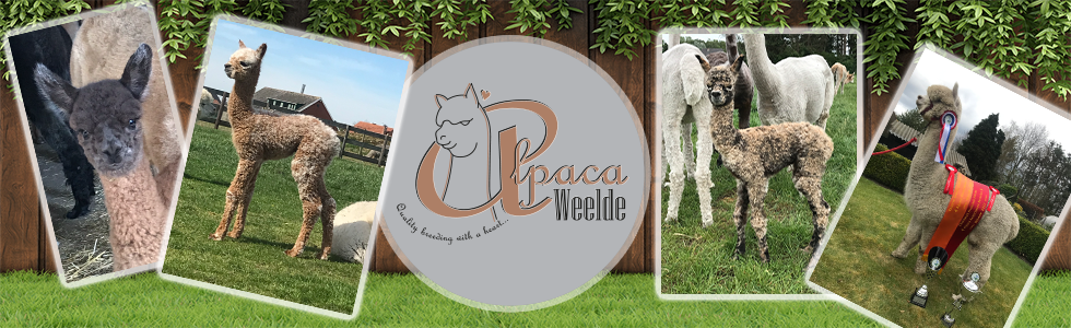 Alpaca Weelde