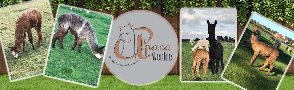 Alpaca Weelde