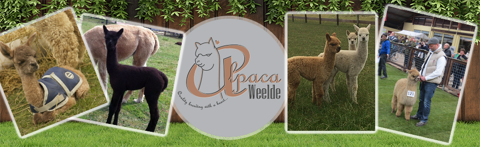 Alpaca Weelde